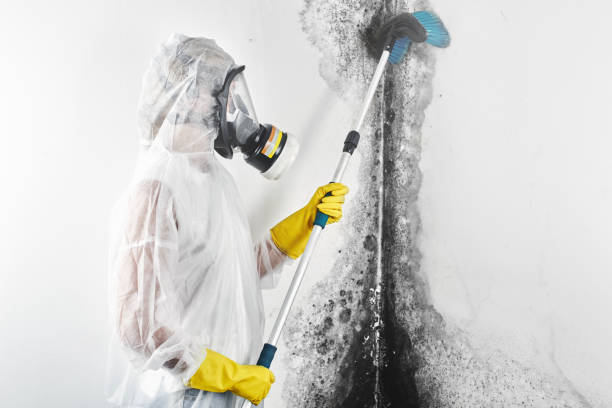 Best Environmental Consulting for Mold Prevention  in Waverly, TN