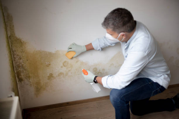 Best Post-Construction Mold Inspection  in Waverly, TN